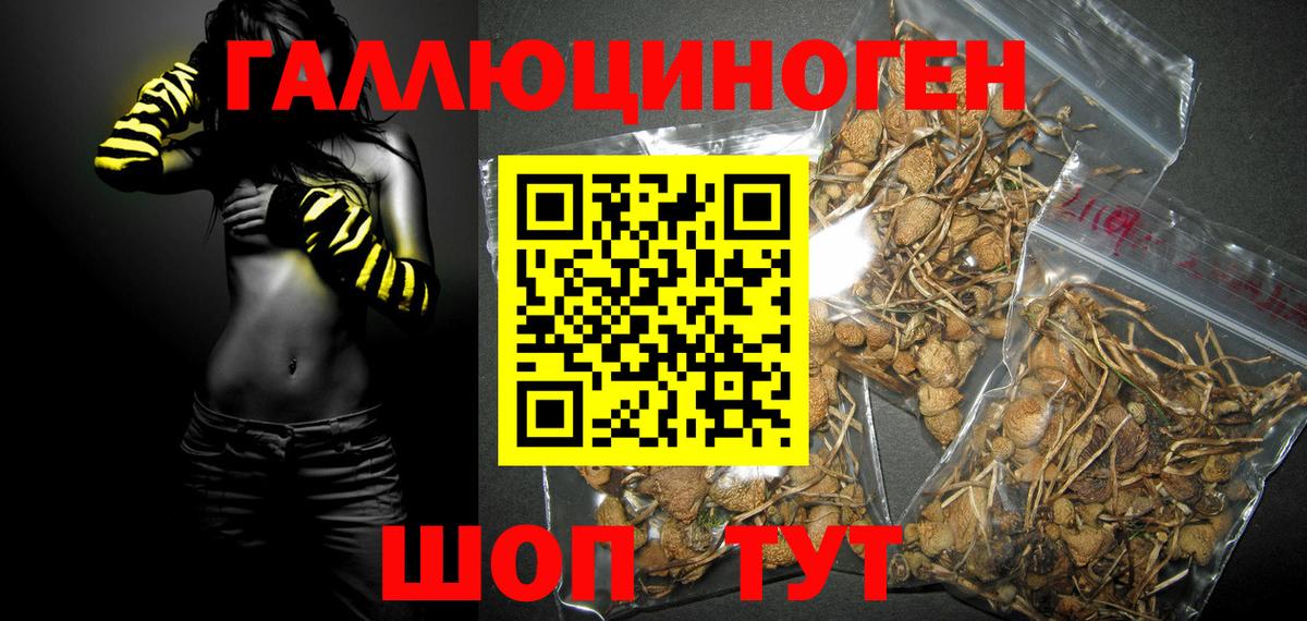 Шахты  что такое   Псилоцибиновые грибы прущие грибы  Вход с VPN  Псилоцибиновые грибы Psilocybine cubensis 